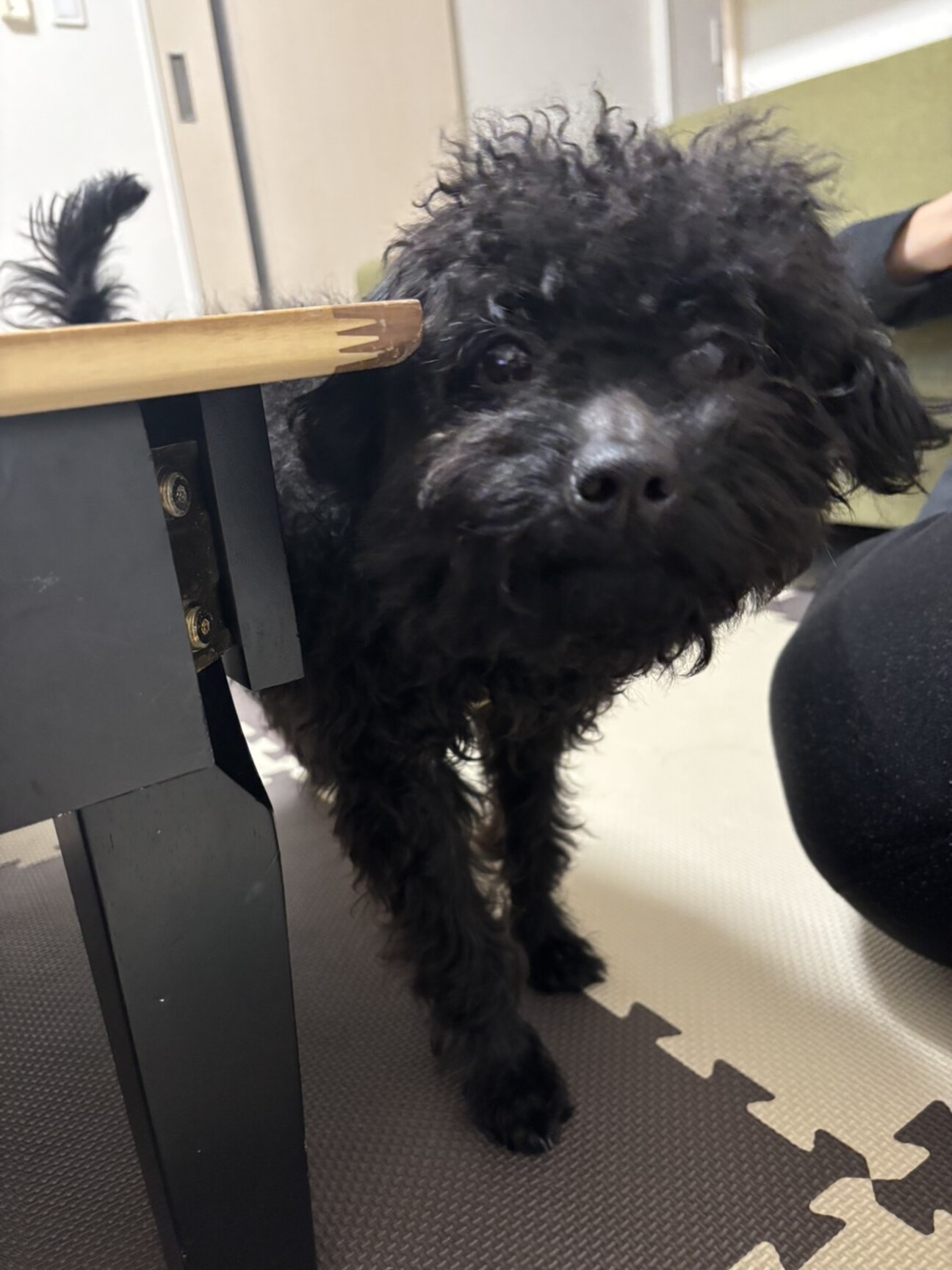 プードル サムネイル1