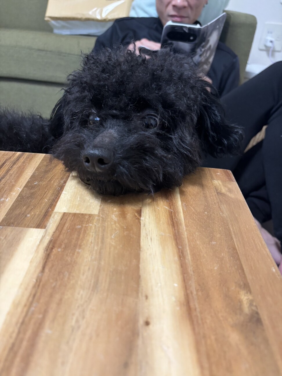 プードル サムネイル2