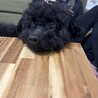 プードル サムネイル2