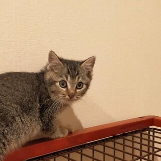 モフッと三兄弟♪