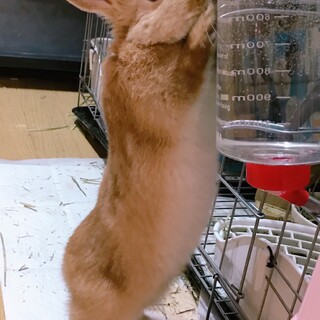 うさぎの赤ちゃんが生まれ、里親さん募集