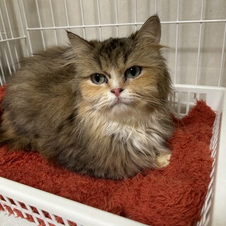 【マンチカンMIX】パステルサビ長毛★あざみちゃん