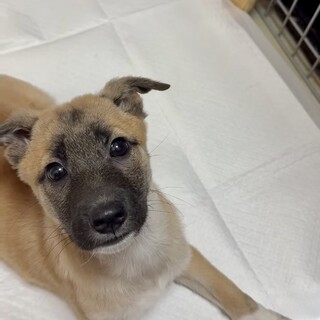 みなみちゃんのずっと家族を探しています