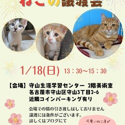 ねこの譲渡会 in守山生涯学習センター