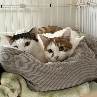 茶トラ模様のきなこくん☆ミ