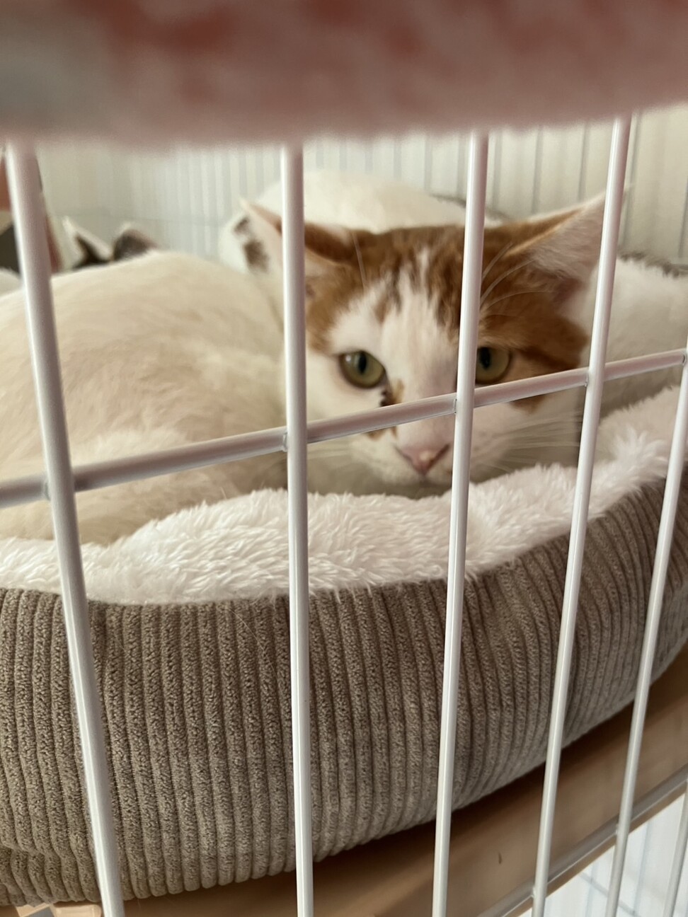 茶トラ模様のきなこくん☆ミ サムネイル2