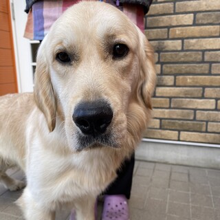 Τ���罸�Υ�����ǥ��ȥ�С�����븩