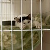 ぱっつん模様がかわいいぱっつんくん サムネイル3
