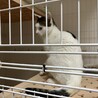 ぱっつん模様がかわいいぱっつんくん サムネイル4