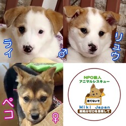 保護犬の譲渡会開催します