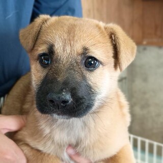 この子を助けてください