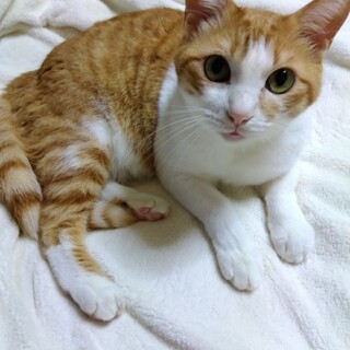 飼育放棄された成猫の飼い主募集