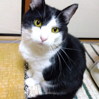 飼育放棄された成猫の飼い主募集