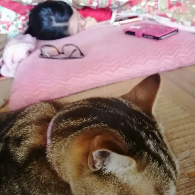 わたあたりのカバー写真