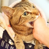 妙丸(たえまる)