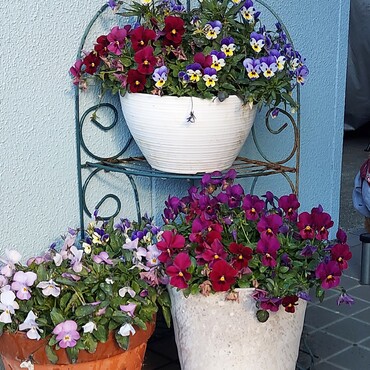 ちょここんさん( ´ー')お気になさらずに♪　　良いお年をお迎えください♪