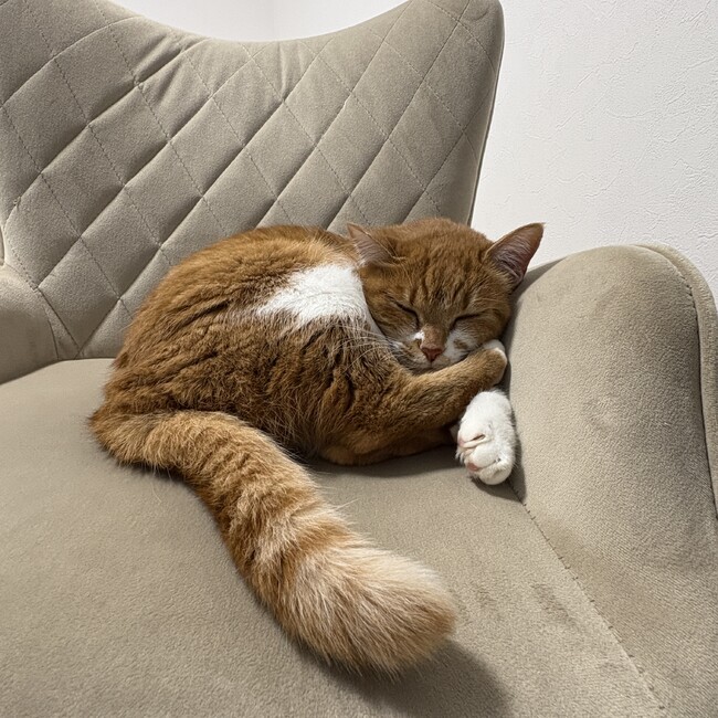 八雲ナトリのカバー写真