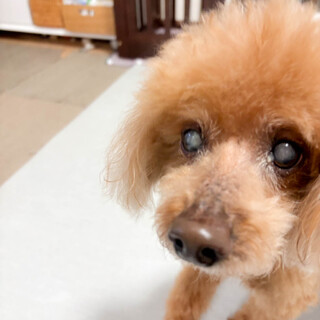 とても大人しくて人懐っこい トイプードルのまーくん