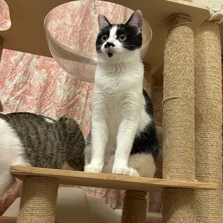 ものすごーく甘えん坊なリンくん