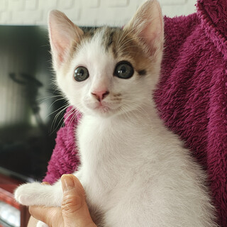 �l�Ԃ��}�}�ł�����ς��Â���V�w�܂߁x�Q������