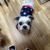 シニアシーズー(13) あさひくん(仮) サムネイル2