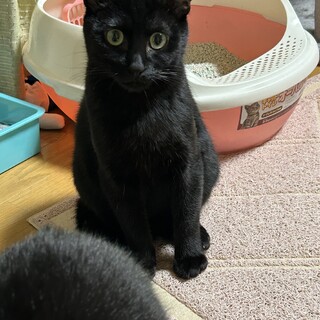 黒猫9ヶ月 オス