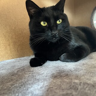 ５匹兄妹一番ちっちゃかった、らいちちゃん