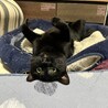 ５匹兄妹一番ちっちゃかった、らいちちゃん サムネイル2