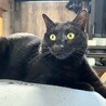 ５匹兄妹一番ちっちゃかった、らいちちゃん サムネイル4