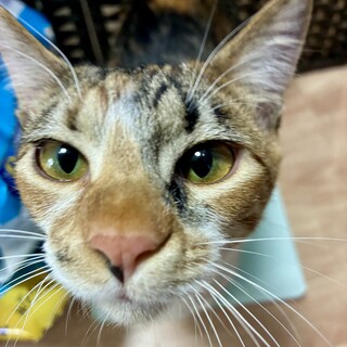 1/3(土)里親会！三毛猫♀りぼんちゃん