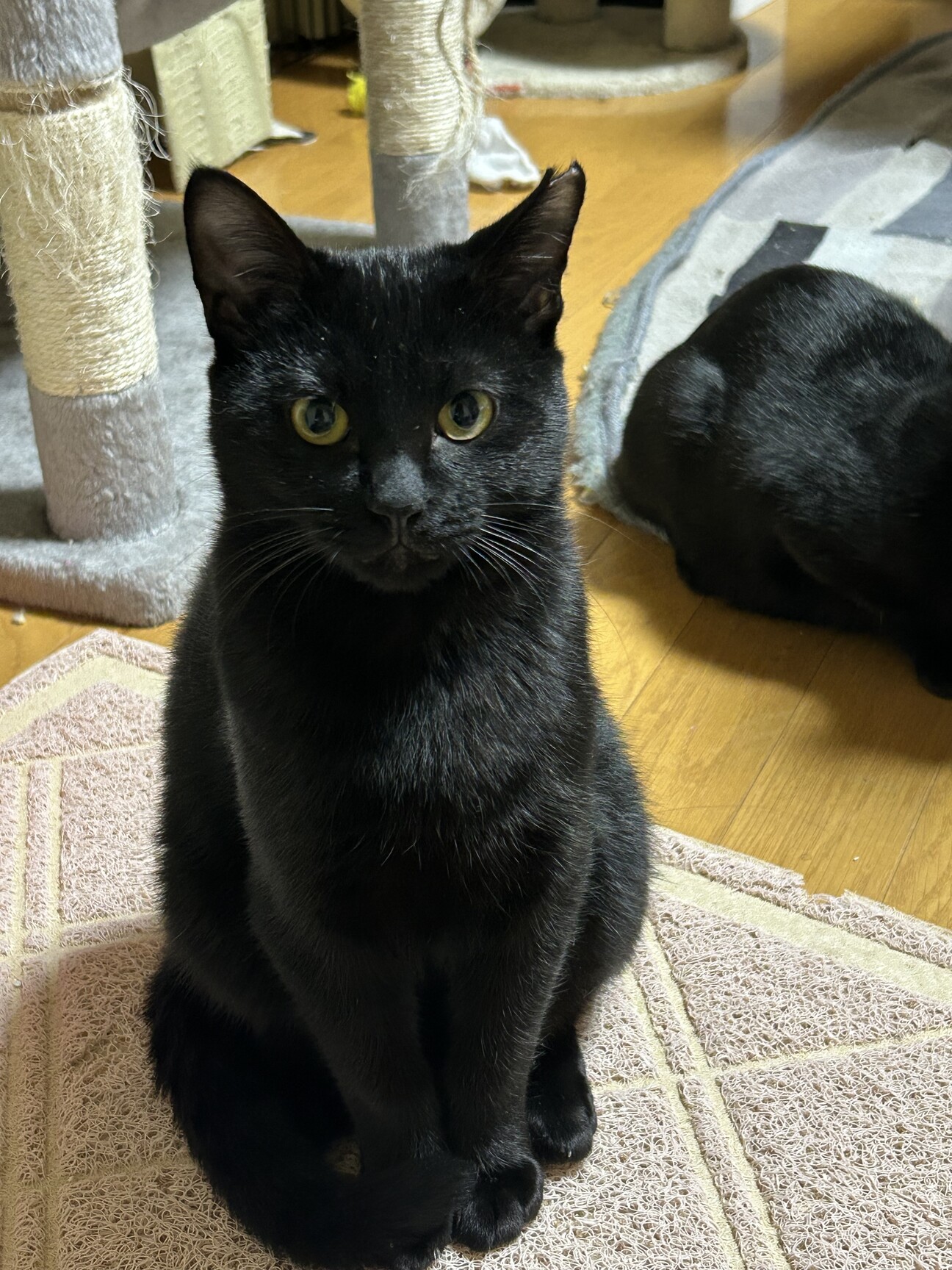 黒猫9ヶ月 オス」兵庫県 - 猫の里親募集(533439) 3枚目の画像