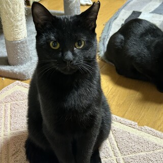 黒猫9ヶ月 オス