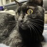 幸運のカギしっぽを待つ黒猫びわちゃん サムネイル5