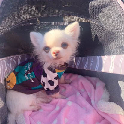 食べ物好きの甘えん坊！チワワの清春 サムネイル5