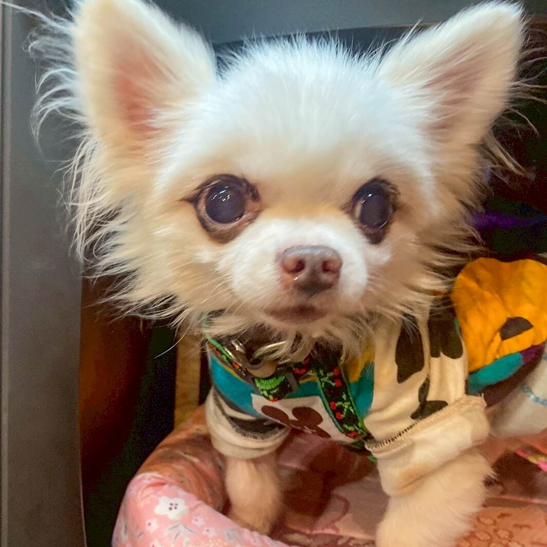 食べ物好きの甘えん坊！チワワの清春 サムネイル6