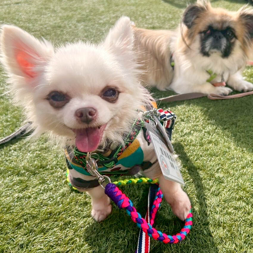 食べ物好きの甘えん坊！チワワの清春 サムネイル7