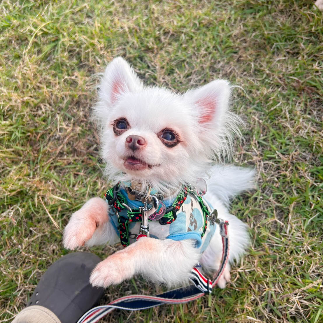 食べ物好きの甘えん坊！チワワの清春 サムネイル2