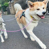 穏やかで優しい！秋田犬のきゃりい サムネイル6