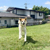 穏やかで優しい！秋田犬のきゃりい サムネイル7