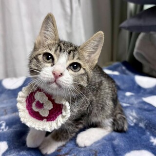 キジ白姉妹仲良し♪　あさりちゃん