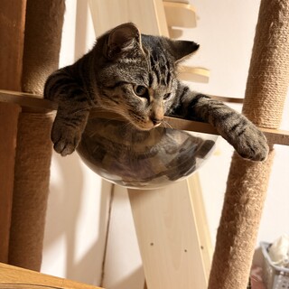 ししゃも|ε:)_♥  ｵｽ  ＊R7.4月に保護