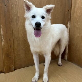 お散歩大好き【ベニマル】君