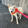 お散歩大好き【ベニマル】君 サムネイル3