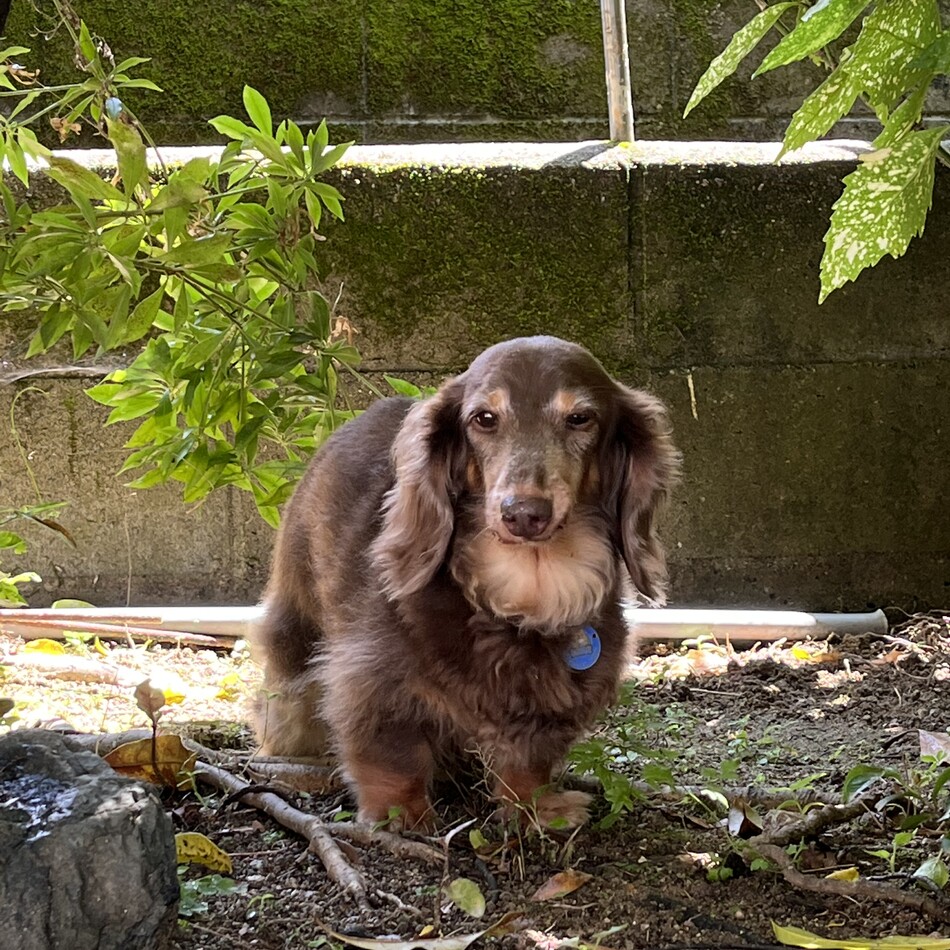 ナナのカバー写真