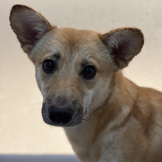 困ってないけど困り顔