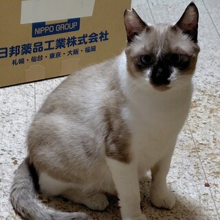 こうくん：多頭飼育崩壊現場から保護