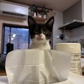 きっと里親さんを幸せにしてくれます！