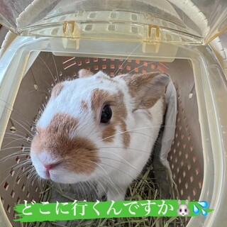 梅っこ2世 元気いっぱい！【モカくん】