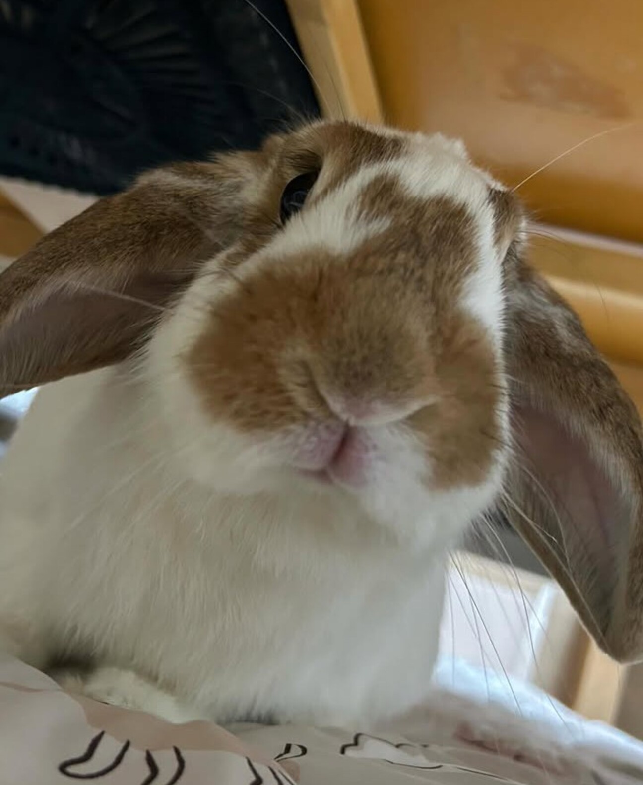 梅っこ【オラちゃん】Hola！上機嫌なロップちゃん サムネイル1