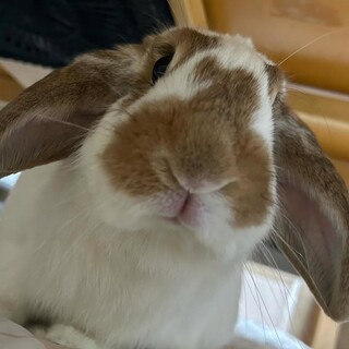 梅っこ【オラちゃん】Hola！上機嫌なロップちゃん